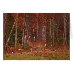 Doe a Deer im Arrowhad-See