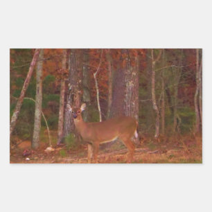 Doe a Deer im Arrowhad-See Rechteckiger Aufkleber