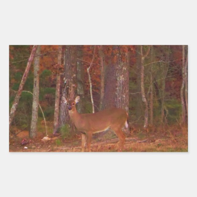 Doe a Deer im Arrowhad-See Rechteckiger Aufkleber (Vorderseite)