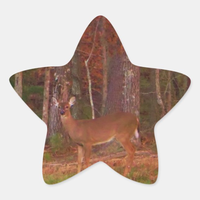 Doe a Deer im Arrowhad-See Stern-Aufkleber (Vorderseite)