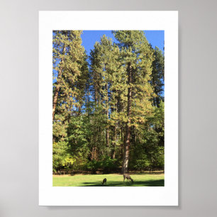 Doe and Fawn Yosemite Color Fotografy Poster