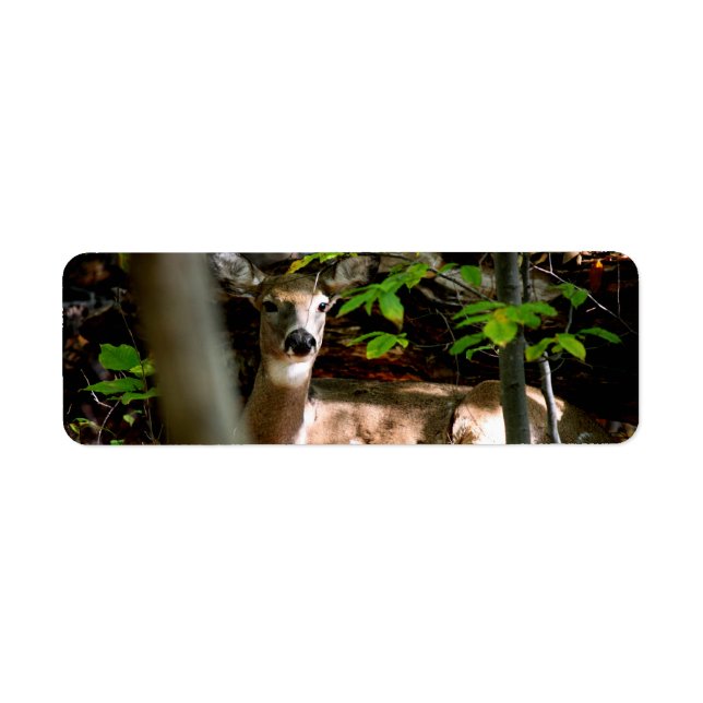 Doe des weißen Schwanzes (Vorne)