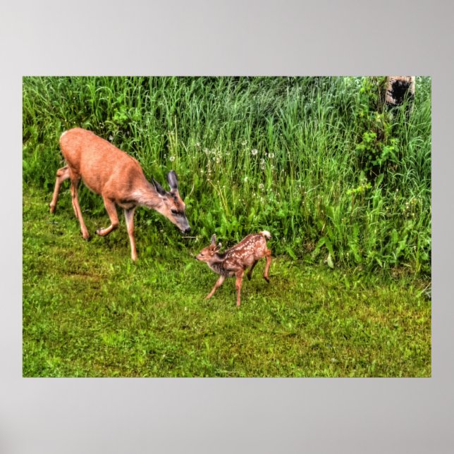 Doe Female Deer and Fawn on Grass Wildlife Foto Poster (Vorne)