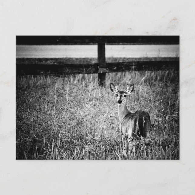 Doe Foto Postcard Postkarte (Vorderseite)