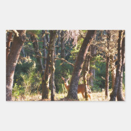 Doe in Nehalem Bay Staat Park Forest Rechteckiger Aufkleber