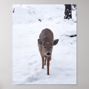 Doe ire im Schnee Montana Naturfotografie Poster