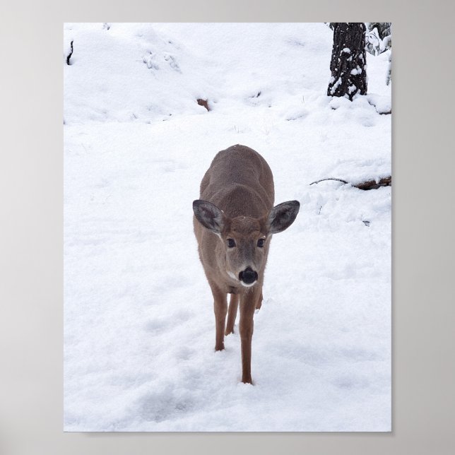 Doe ire im Schnee Montana Naturfotografie Poster (Vorne)