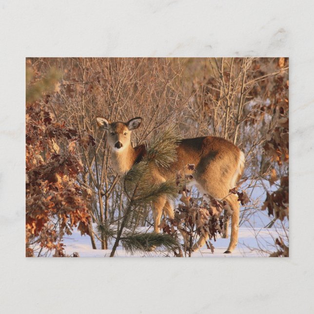 Doe - Michigan Wildlife Postcard Postkarte (Vorderseite)