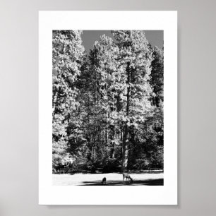 Doe und Reh Yosemite Schwarz-Weiß-Fotografie Poster