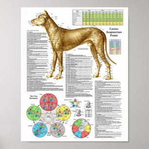 Dog Acupuncture Points Locations Poster