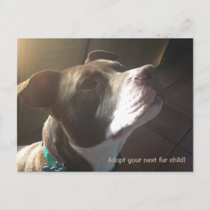Dog Adoption Rescue Shelter Pets Postkarte