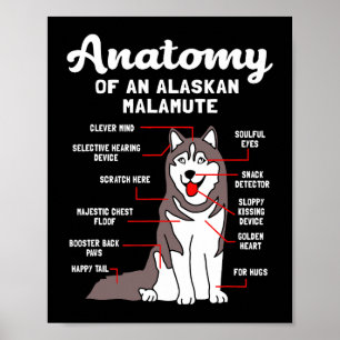Dog Alaskan Malamute Anatomie Funny Malamute Poster