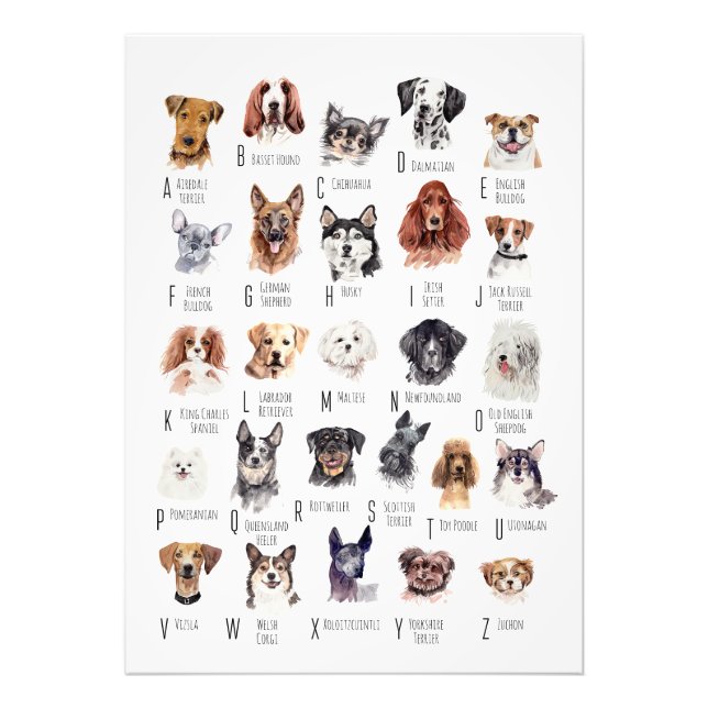 Dog Alphabet Poster (Vorne)