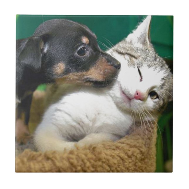 Dog and cat fliese (Vorderseite)