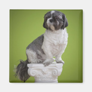 Dog auf einer Säule Magnet