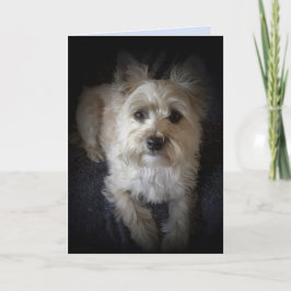 Dog Cairn Terrier "Dog Lover" Leere Grußkarte Karte