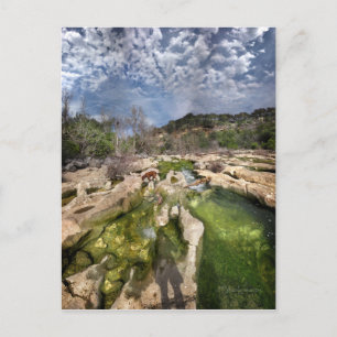 Dog Campbell's Hole Flats Barton Creek Austin Texa Postkarte