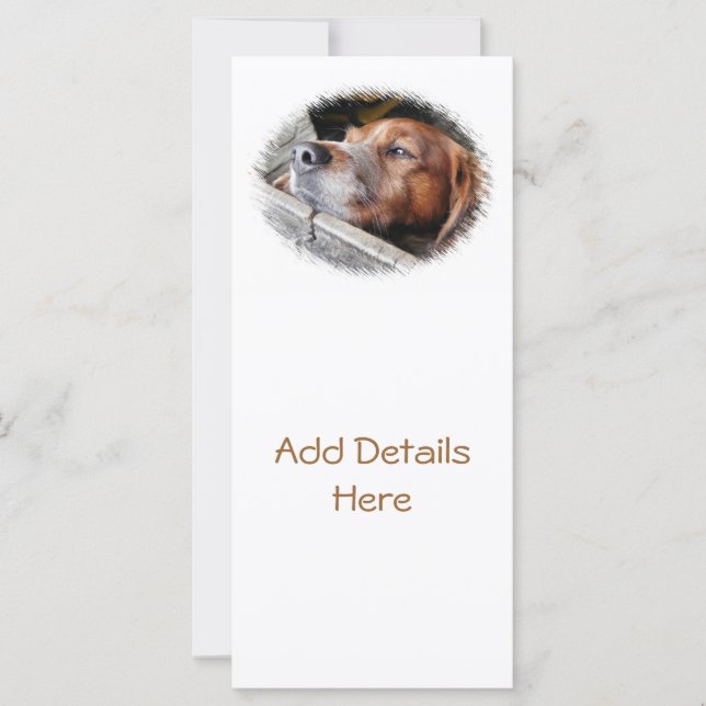 DOG CARDS (Vorderseite)