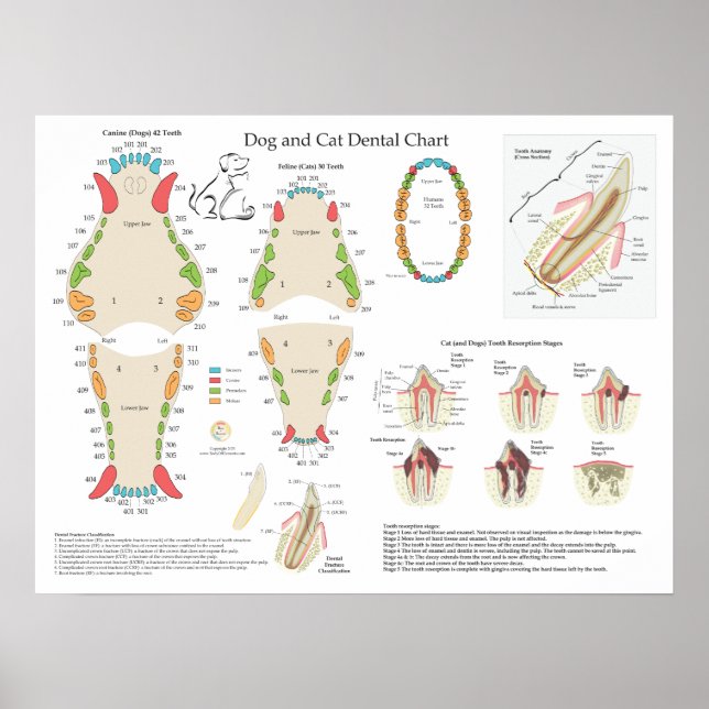 Dog Cat Veterinary Dental Chart Poster (Vorne)