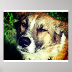 Dog face Foto Value Poster Paper (Matte)