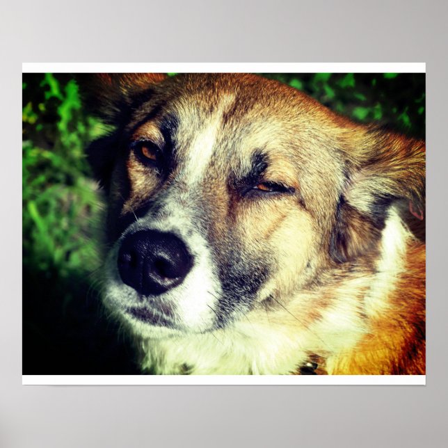 Dog face Foto Value Poster Paper (Matte) (Vorne)