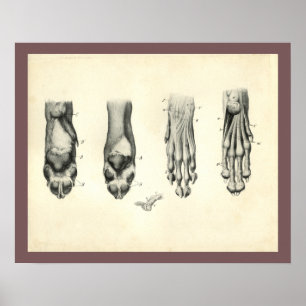 Dog Foot Paw Veterinary Anatomie Print Poster