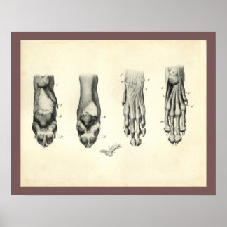 Dog Foot Paw Veterinary Anatomie Print Poster