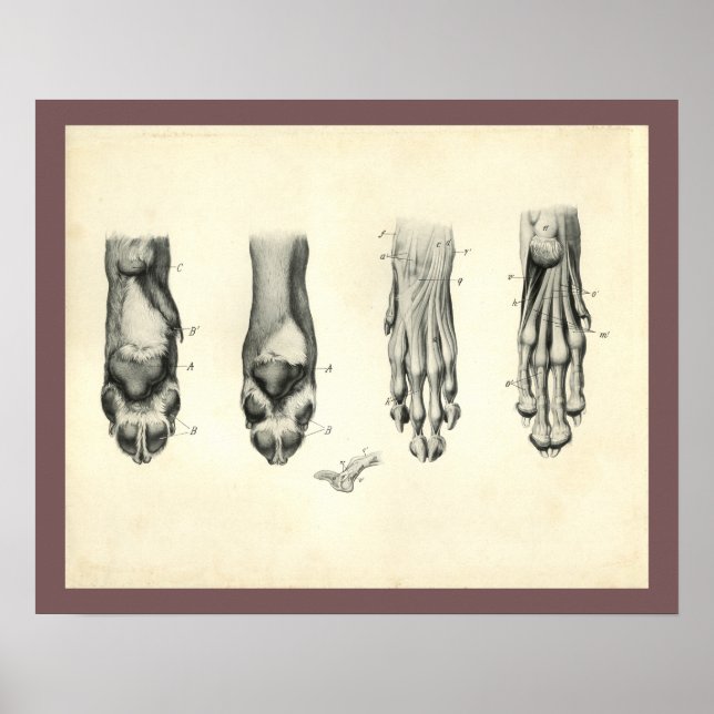 Dog Foot Paw Veterinary Anatomie Print Poster (Vorne)