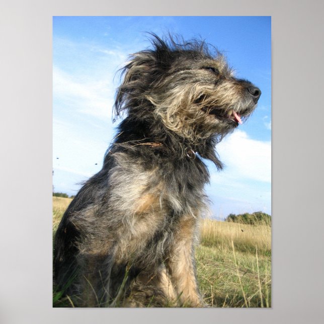 Dog Foto Value Poster Paper (Vorne)