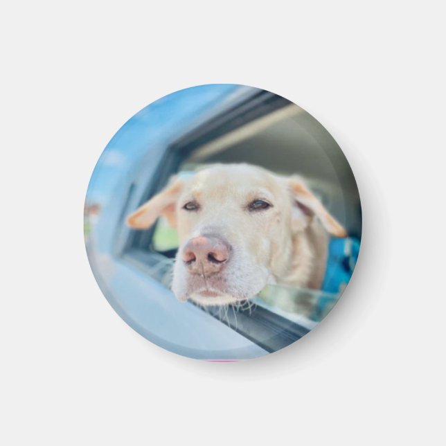 Dog Hanging Out Car Window Sunny Day Button Magnet (Vorne)