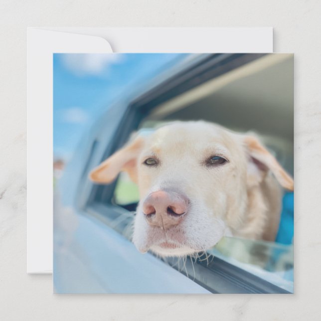 Dog Hanging Out Car Window Sunny Day Flat Card (Vorderseite)