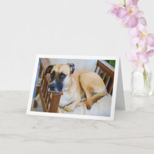 Dog im Portrait Karte