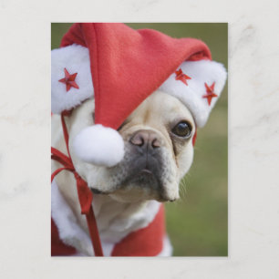 Dog in holiday costume feiertagspostkarte
