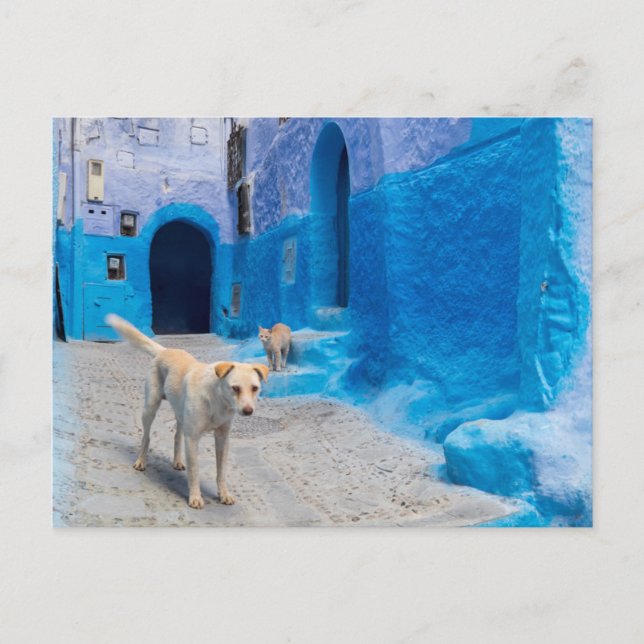 Dog in the Blue City Postkarte (Vorderseite)