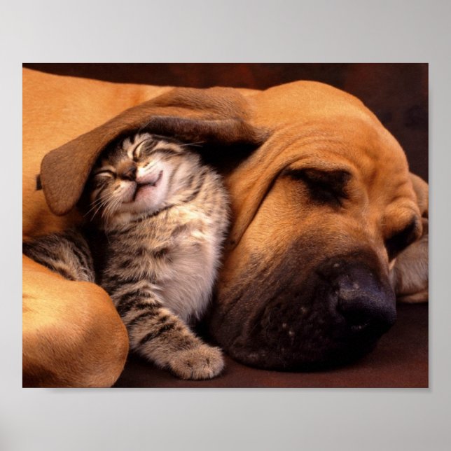 Dog & Kitten Poster (Vorne)