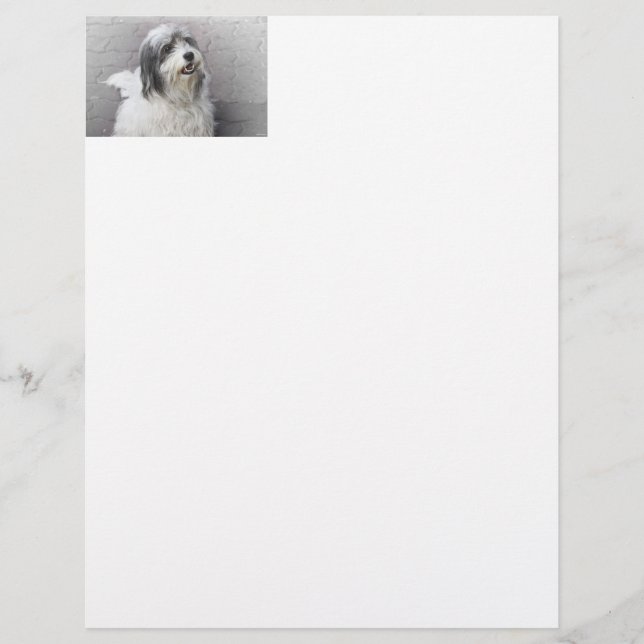 Dog Letterhead (Vorderseite)