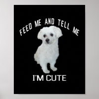 Dog maltesisch Niedlich maltesischer Hund Funny Qu