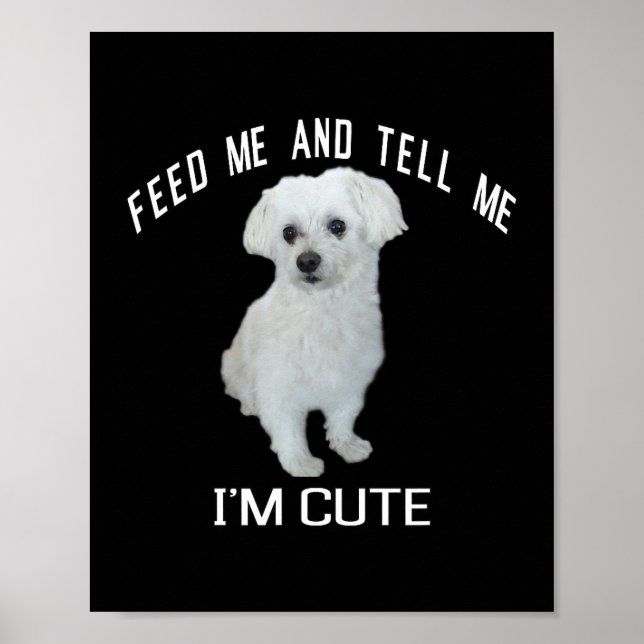 Dog maltesisch Niedlich maltesischer Hund Funny Qu Poster (Vorne)