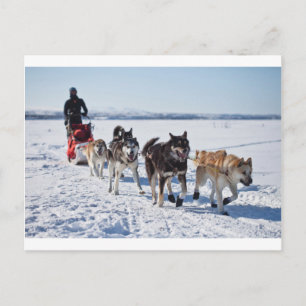 Dog Mushing Alaska Postkarte
