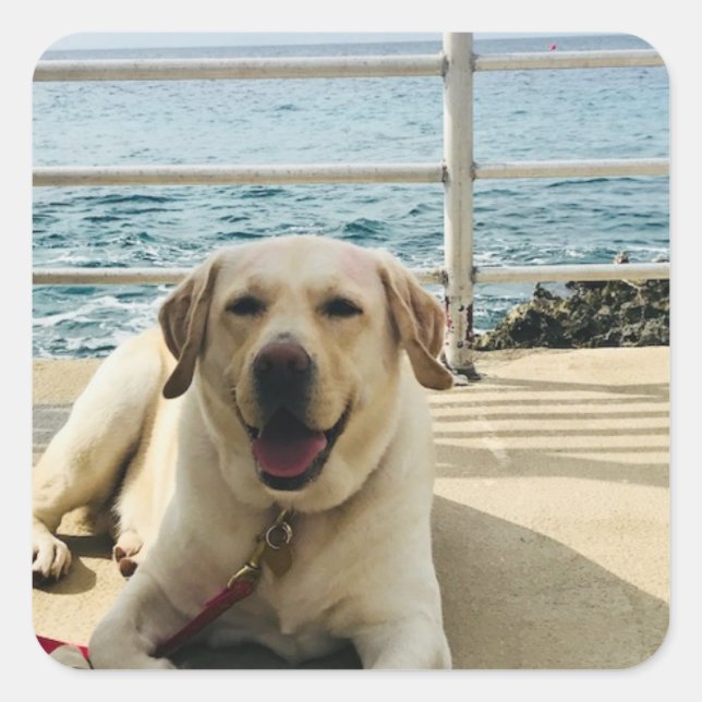 "Dog on Dock" Labrador Foto Sticker (Vorderseite)
