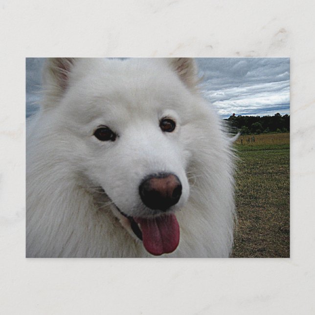 Dog Park Samoyed Postkarte (Vorderseite)