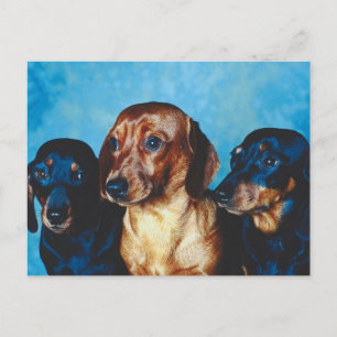 Dog Portrait Postkarte