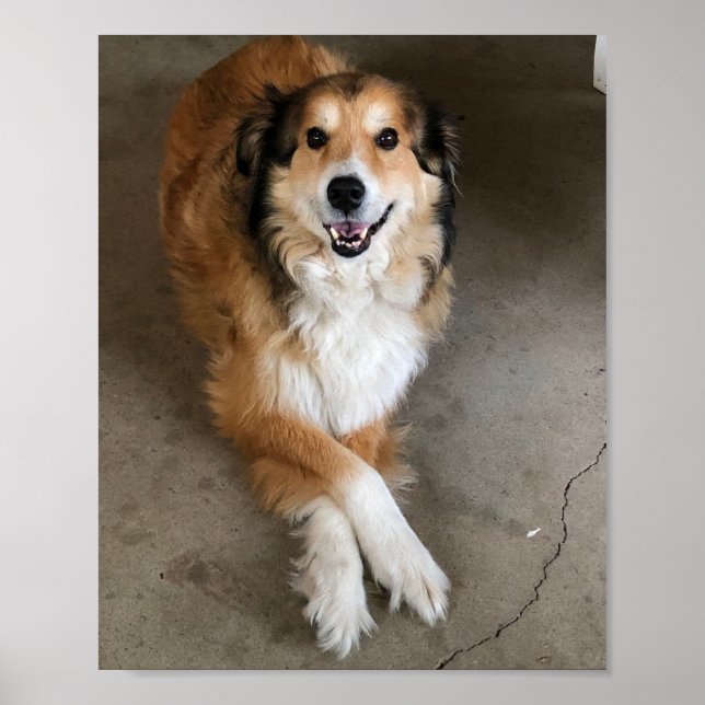 Dog Poster (Vorne)