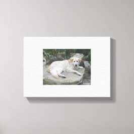 Dog Resting On A Rock Leinwanddruck