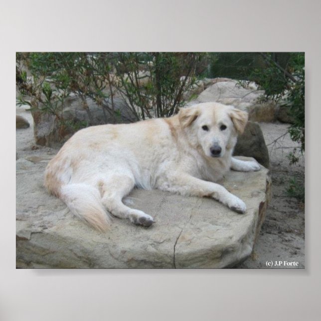 Dog Resting On A Rock Poster (Vorne)