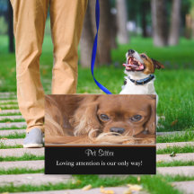 Dog Sitter Ruby Cavalier King Charles Spaniel