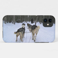 Dog Sledding in Quebec, Kanada