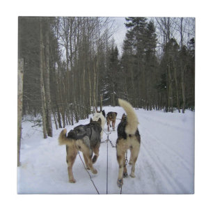 Dog Sledding in Quebec, Kanada Fliese