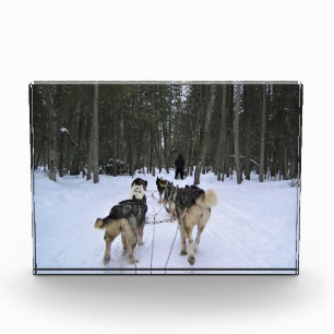 Dog Sledding in Quebec, Kanada Fotoblock