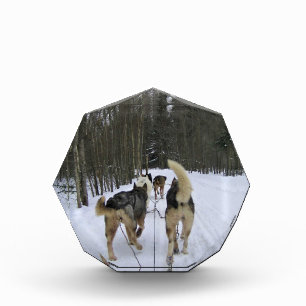 Dog Sledding in Quebec, Kanada Fotoblock